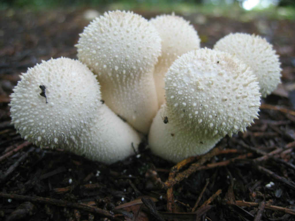 2005 :  Un anno di funghi